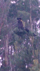 Zanda funerea xanthanota