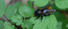 Laphria mitsukurii