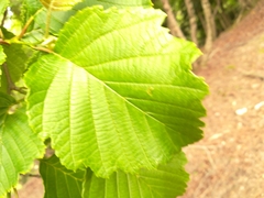 Alnus hirsuta