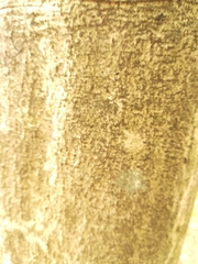 Alnus hirsuta