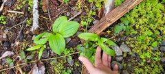Scoliopus hallii