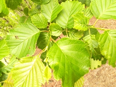Alnus hirsuta