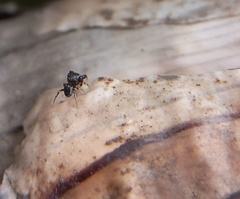Harmochirus brachiatus