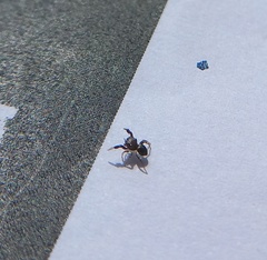Harmochirus brachiatus