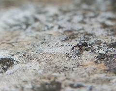 Harmochirus brachiatus