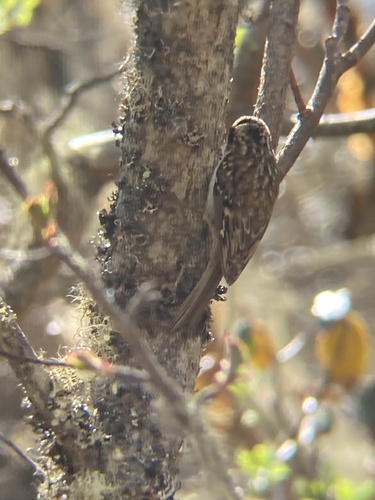 Hodgson's Treecreeper (Certhia hodgsoni), photo 5