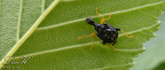 Phymatapoderus