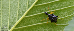 Phymatapoderus
