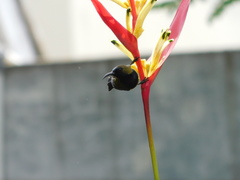 Cinnyris jugularis ornatus