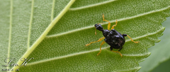 Phymatapoderus