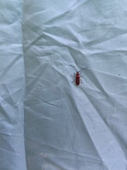Holopleura marginata
