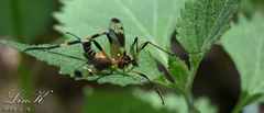Dictenidia