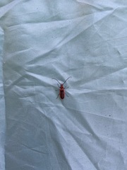 Holopleura marginata