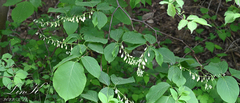 Styrax obassia