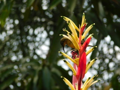 Cinnyris jugularis ornatus