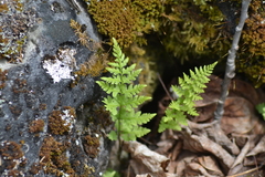 Cystopteris laurentiana