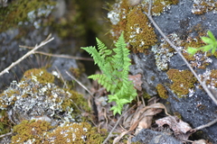 Cystopteris laurentiana