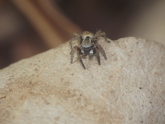 Stenaelurillus vyaghri