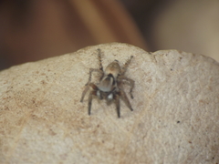 Stenaelurillus vyaghri