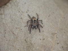 Stenaelurillus vyaghri