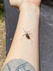 Protolophus singularis