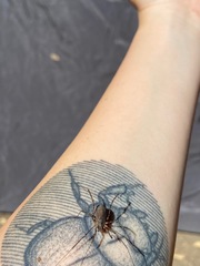 Protolophus singularis