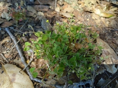 Oxalis laxa