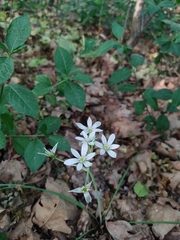 Ornithogalum orthophyllum