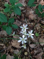 Ornithogalum orthophyllum
