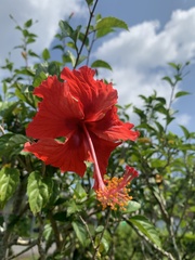 Hibiscus