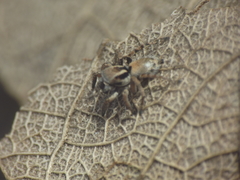 Stenaelurillus vyaghri