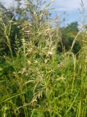 Poaceae