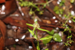 Spermacoce brachystema
