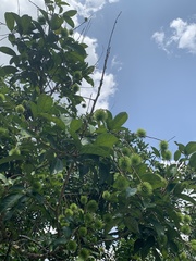 Nephelium lappaceum