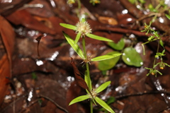 Spermacoce brachystema