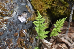Cystopteris laurentiana