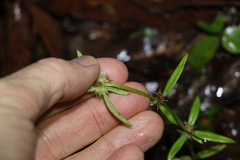 Spermacoce brachystema