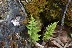 Cystopteris laurentiana