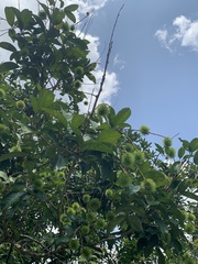 Nephelium lappaceum
