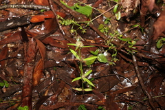 Spermacoce brachystema