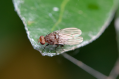 Minettia maculithorax