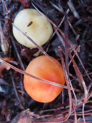Leratiomyces erythrocephalus