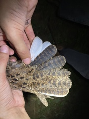 Caprimulgus natalensis