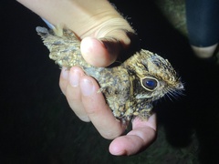 Caprimulgus natalensis