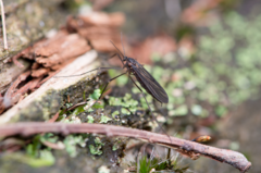 Lestremiinae