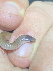 Tantilla