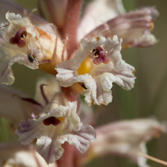 Orobanche amethystea