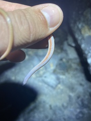Tantilla