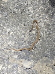 Tantilla