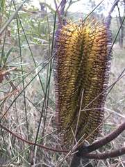 Banksia cunninghamii